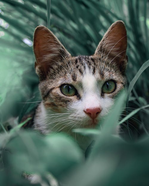 Close Up Shot of a Cat Face 