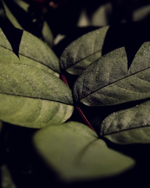 Green Leaves in Close Up Photography