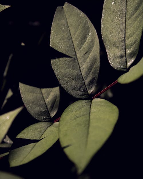 Close-up Photo of Green Leaves 