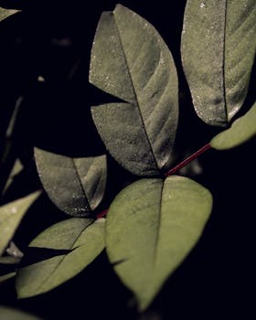 Detailed macro shot of green leaves with visible veins against a dark background.