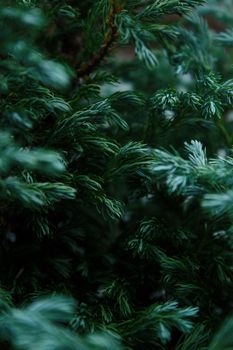 Detailed close-up of evergreen pine leaves in Bandung, Indonesia.