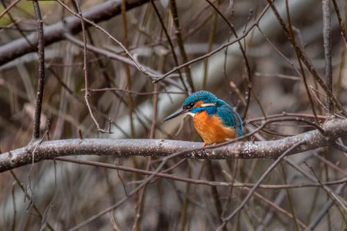 Free Vibrant common kingfisher perched on a tree branch showcasing its colorful plumage. Stock Photo
