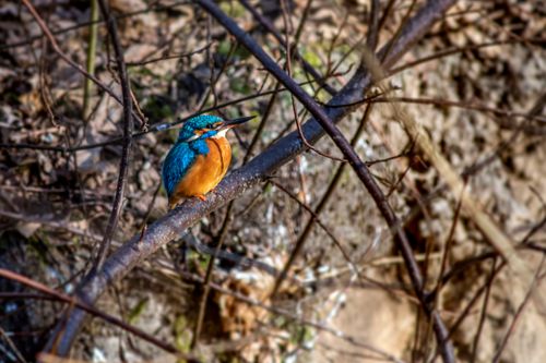 Free Close-up of a colorful common kingfisher perched on a tree branch outdoors. Stock Photo
