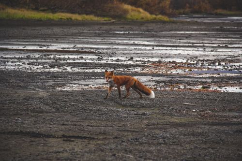 Free A red fox walks along the coast in Kamchatka, Russia, showcasing the region's wild beauty. Stock Photo