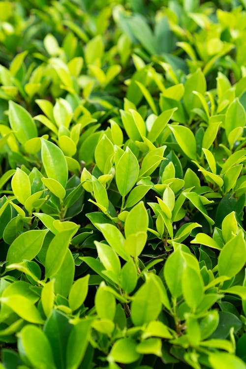 Green Leaves in Close Up Photography