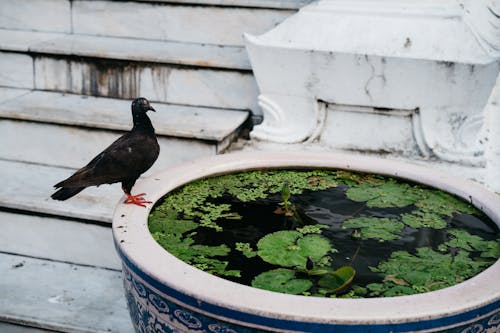 Black Bird Perched on a Pot