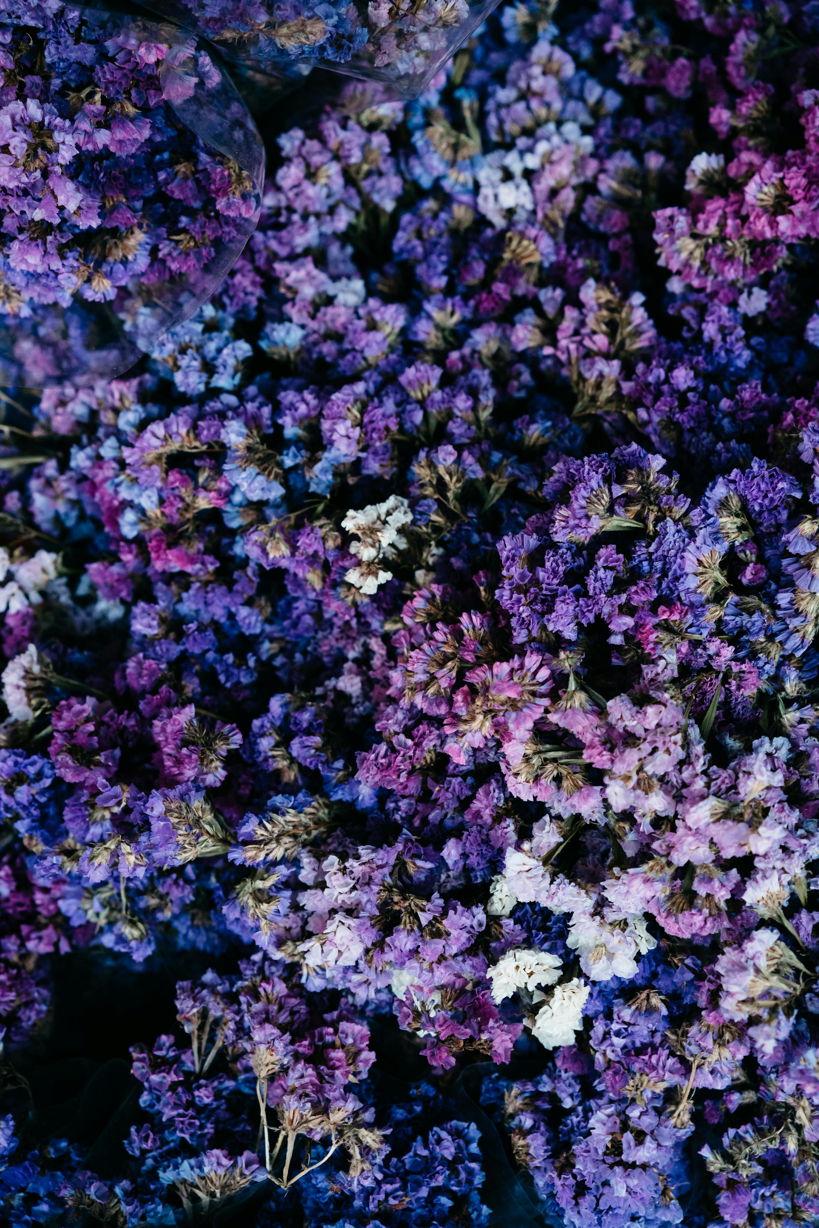 Free purple flowers wallpaper  Download Wallpapers 2023