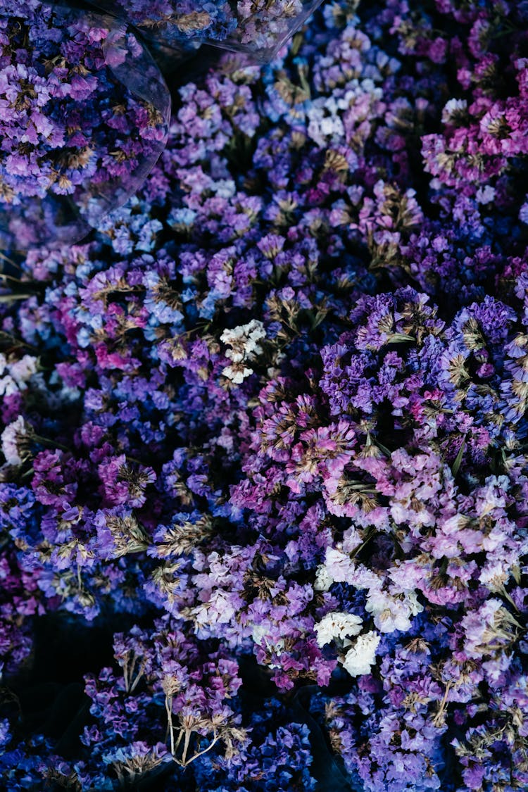 Purple Flowers In Close-Up Photography 