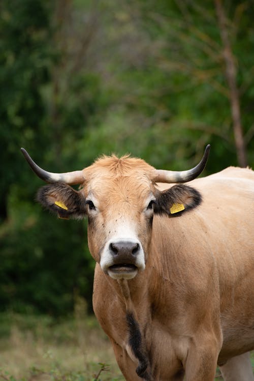 Close-Up Shot of a Brown Cow 