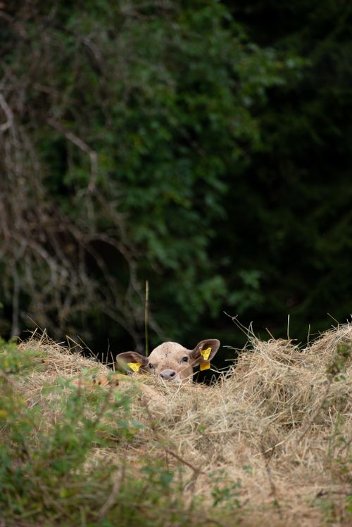 Buttercup