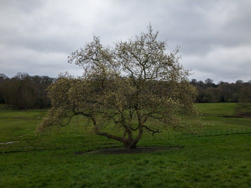 Fotos de stock gratuitas de al aire libre, árbol, césped verde