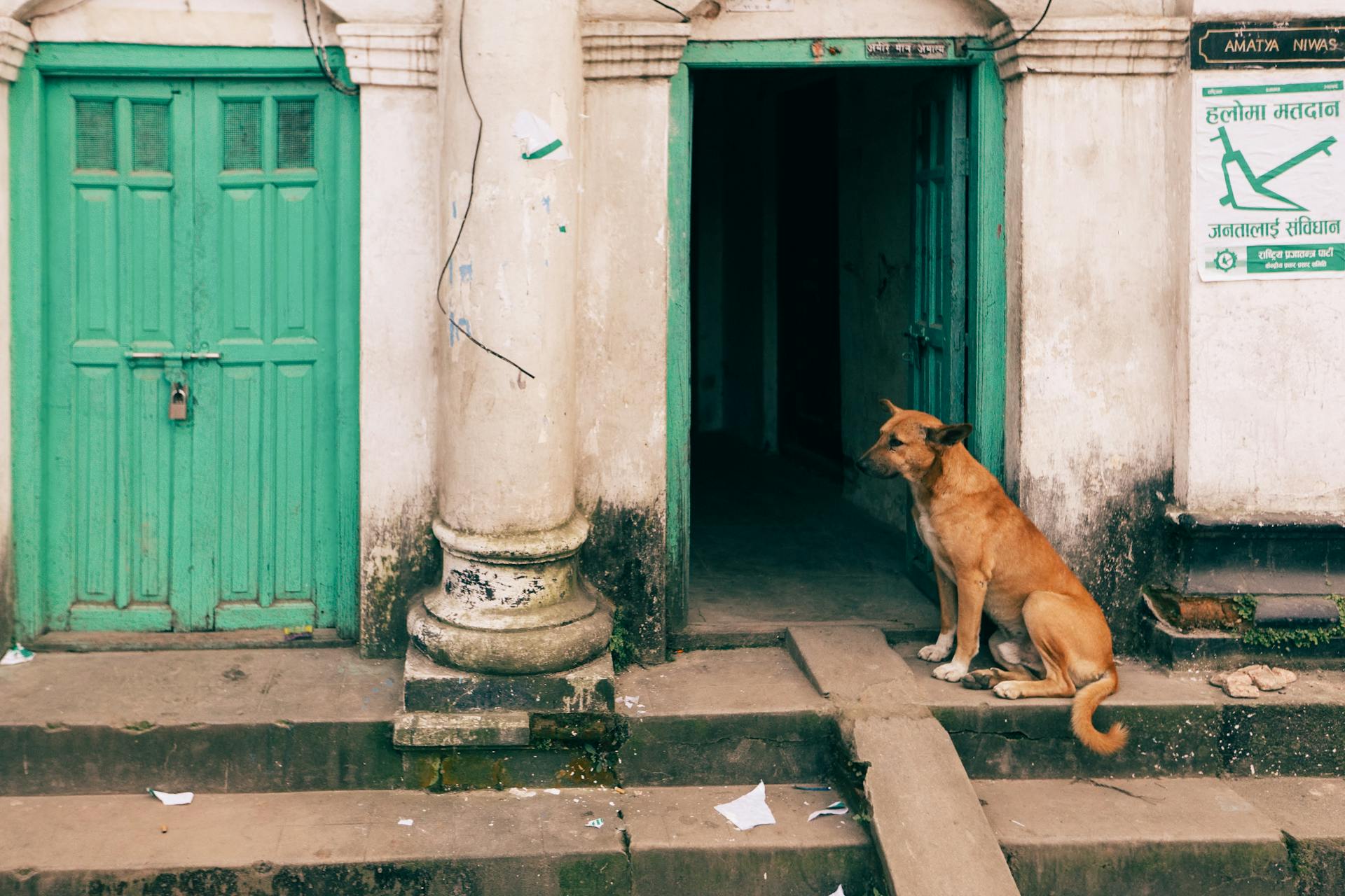 Dog Sitting on Steps by a Doorway