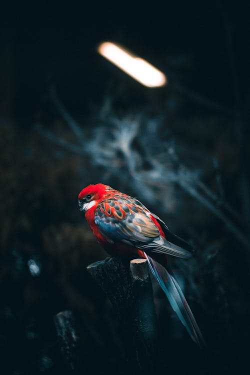 Free Red and Black Bird on Tree Branch Stock Photo