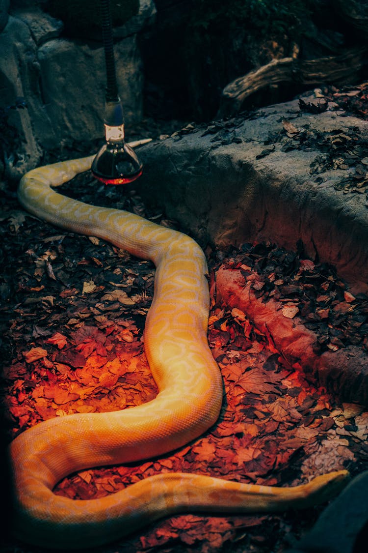 Albino Snake At A Zoo