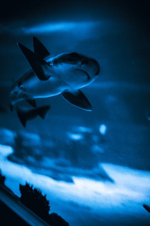 Бесплатное стоковое фото с Аквариум, акула, вертикальный выстрел