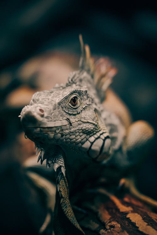 An Iguana in Close-up Photography