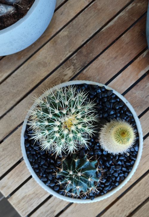 Free Close-up view of various cacti in a pot on a wooden table, showcasing natural textures and patterns. Stock Photo