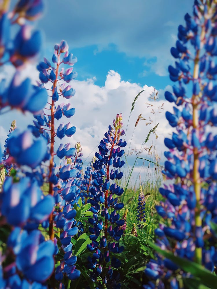 Wild Lupine Flowers Under The Cloudy Sky