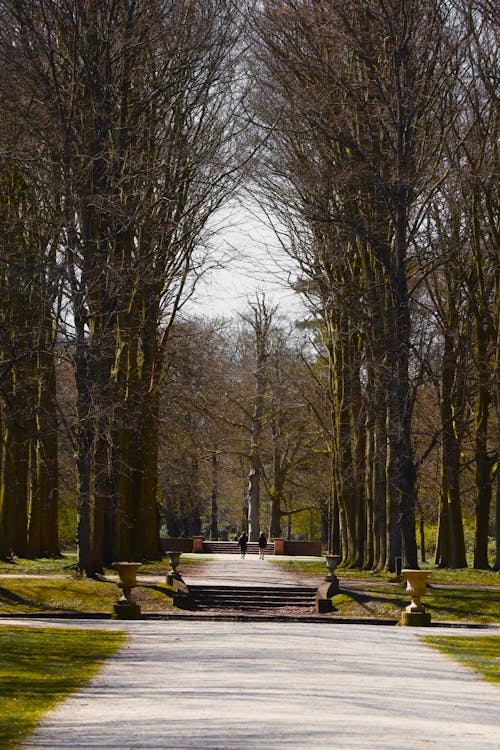 Symmetrical View of an Alley between Trees in a Park 