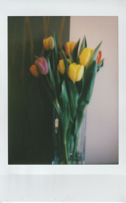 A vibrant bouquet of tulips in a glass vase, captured with a vintage instant photo look.