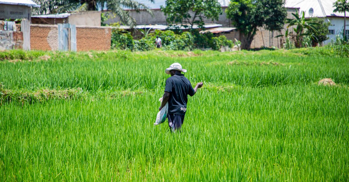Potencial de la agricultura en Zambia para diversificar la economía y exportar más Potencial de la agricultura en Zambia para diversificar la economía y exportar más