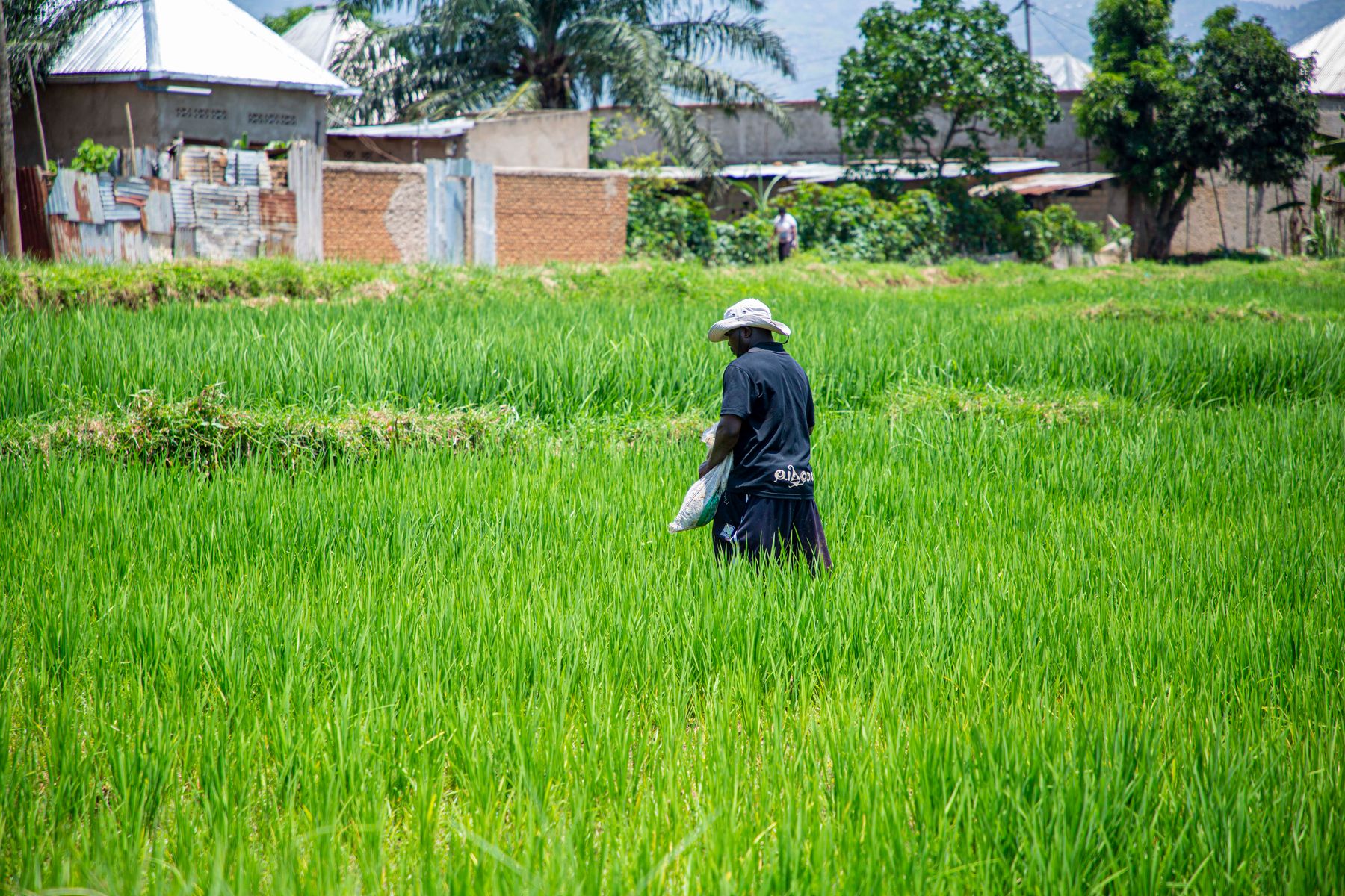 Farmer walking through a vibrant rice field
