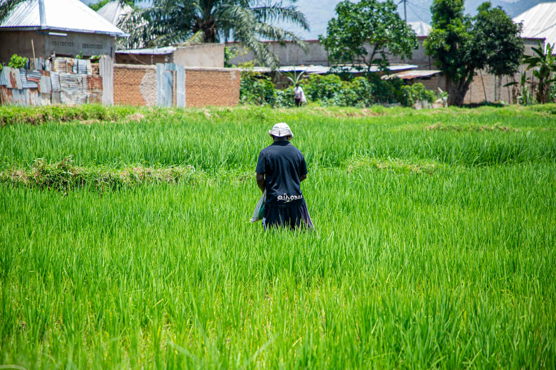 A farmer in a hat walks through a lush green field in a countryside setting, showcasing agriculture and rural life.