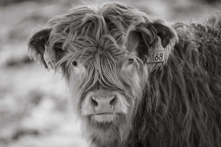 Highland Cattle Calf In Black And White