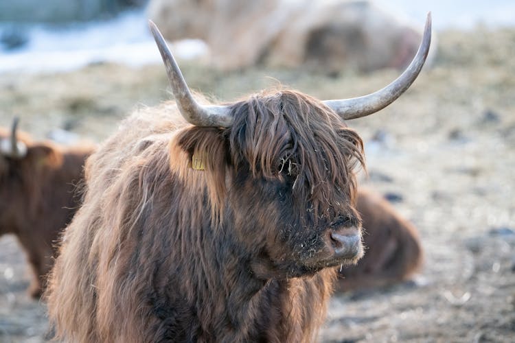 Close-Up Shot Of A Brown Yak 