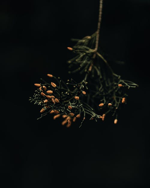 무료 검은색 배경, 나뭇잎, 상록수의 무료 스톡 사진