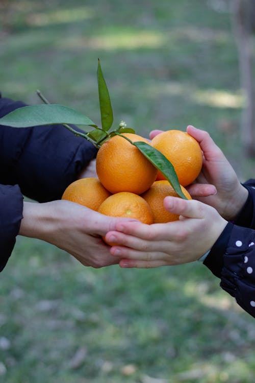 Two People Holding Fresh Orange Fruits