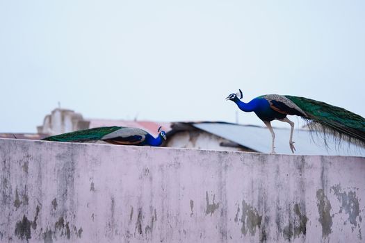 peacock photo