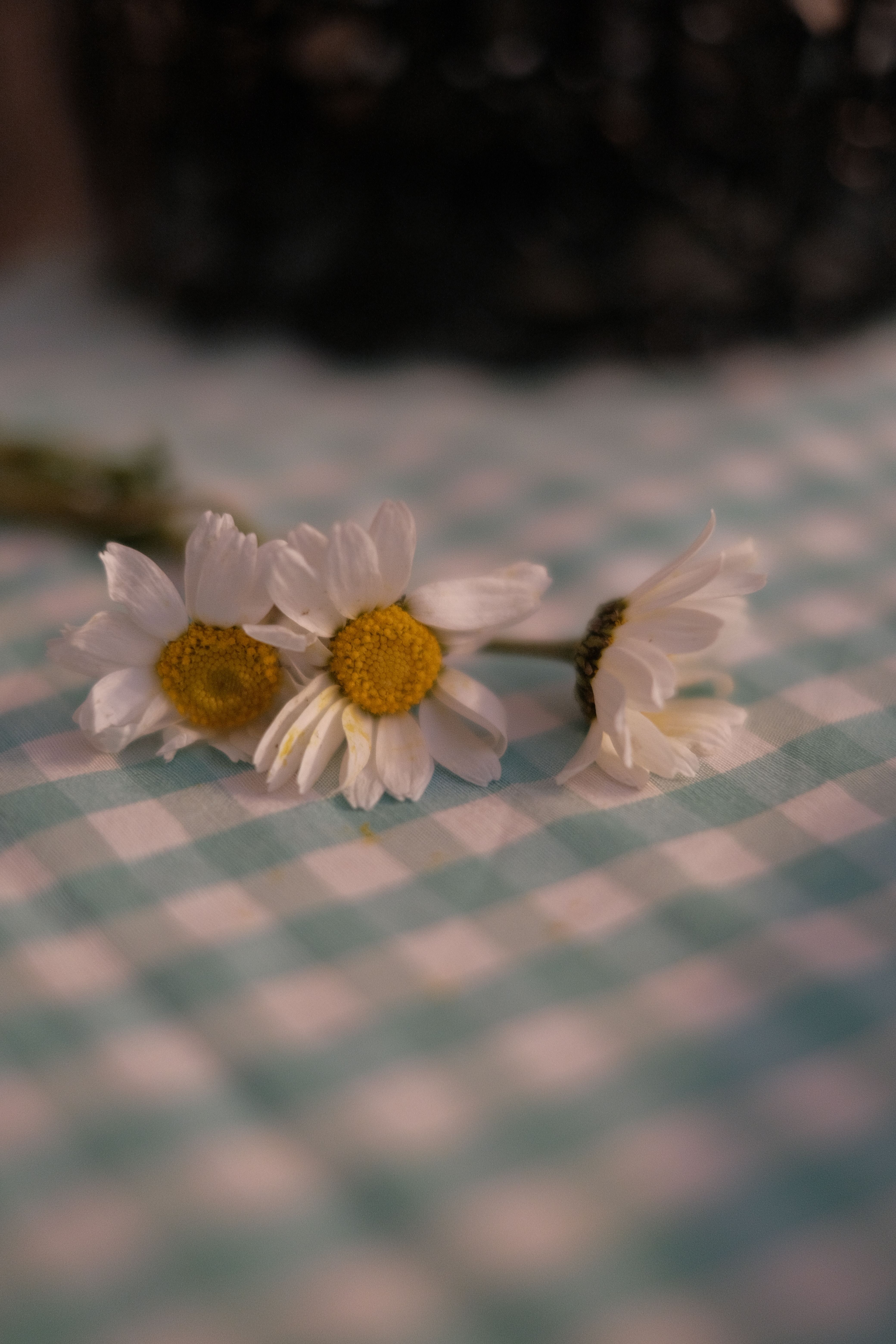 Fotomural Primer plano de flores de manzanilla sobre un fondo de tela a cuadros con luz suave.