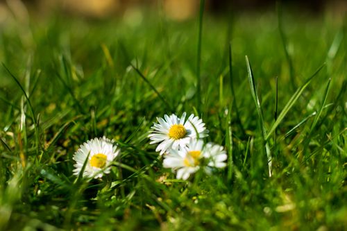 Free Detailed close-up of white daisies blooming in lush green grass outdoors. Stock Photo