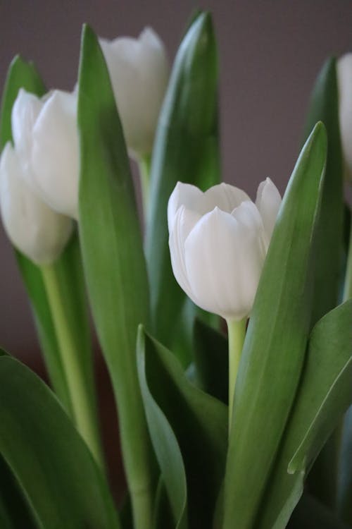 Close Up Photo of White Tulips