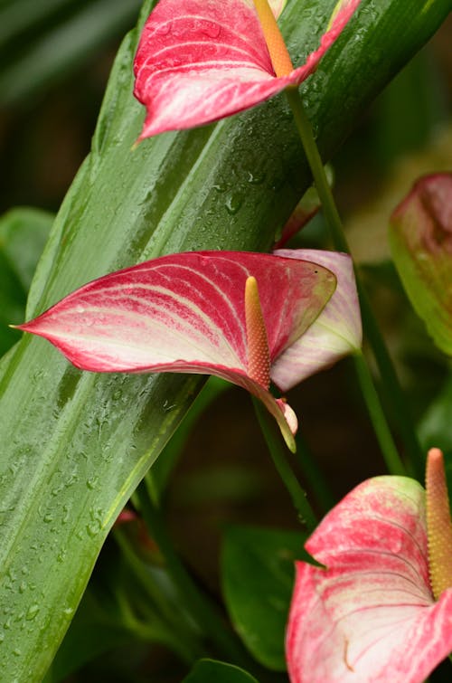 Gratis Foto stok gratis benang sari, bunga, Daun-daun Foto Stok