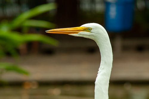 White Egret in Close Up Photography