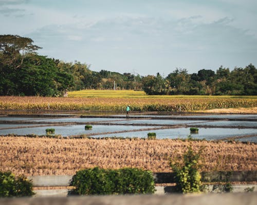 Бесплатное стоковое фото с на открытом воздухе, рисовое поле, рисовые поля