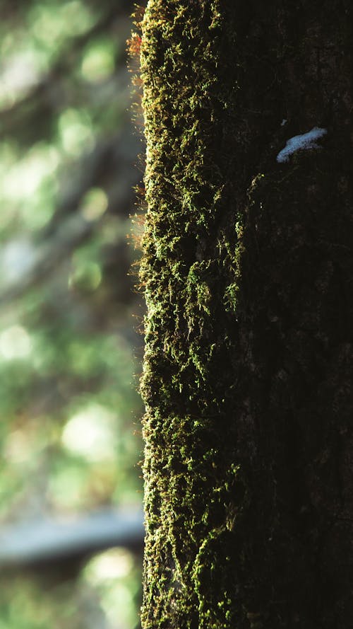 Free Green Moss on Brown Tree Trunk Stock Photo