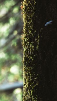 Detailed view of a moss-covered tree trunk in a sunlit forest. Perfect for nature themes.