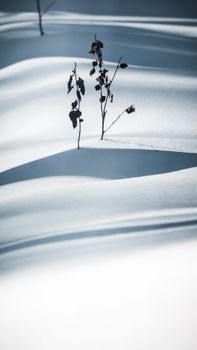 Close-up of dried plant emerging from snow, showcasing winter's beauty.