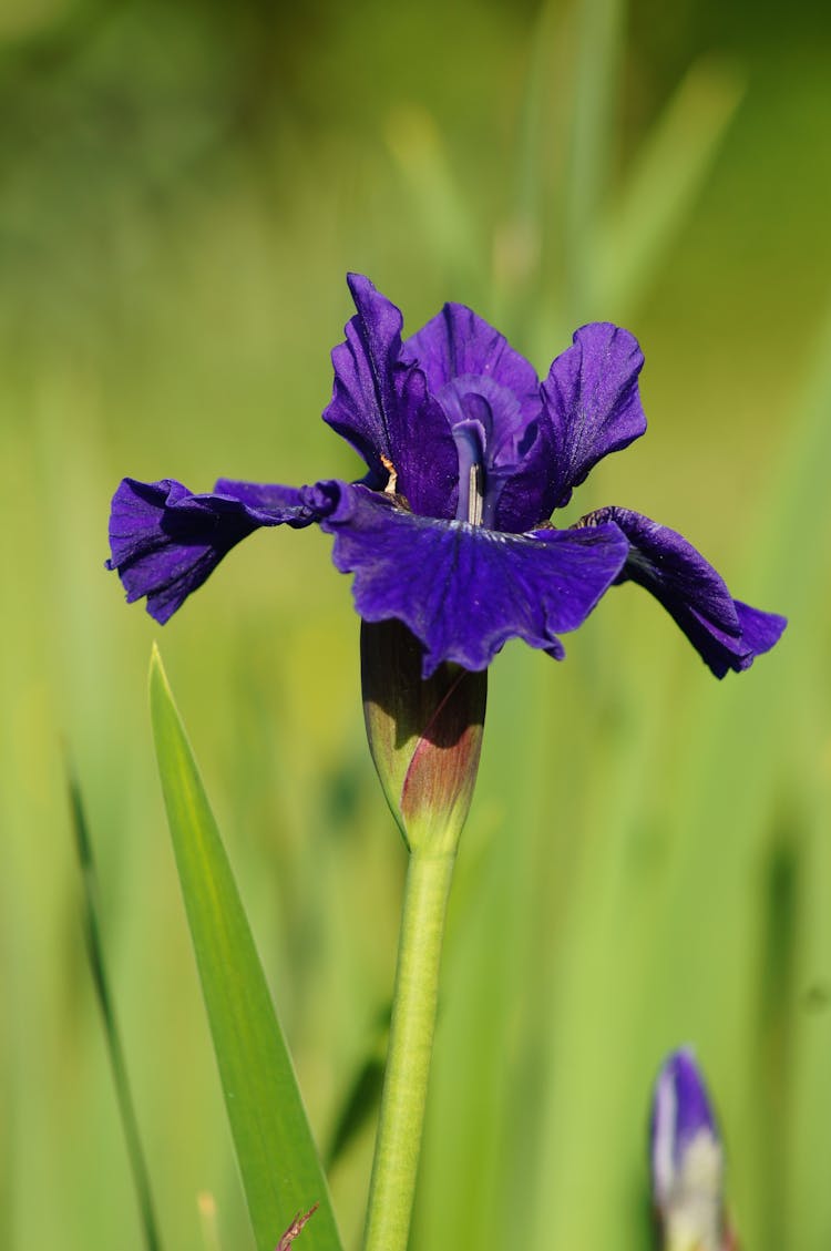 Purple Flower Of Iris