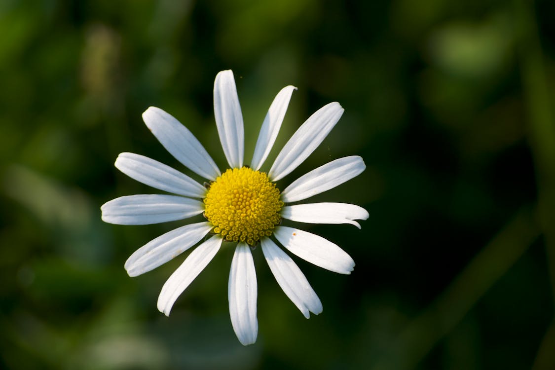 คลังภาพถ่ายฟรี ของ กลีบดอกสีขาว, ดอกคาโมไมล์, ดอกไม้