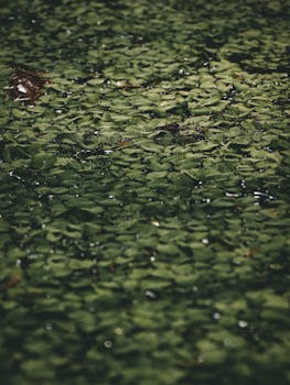 Detailed shot of green leaves with raindrops in Alappuzha, Kerala, creating a lush texture.