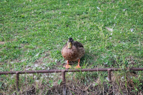 公園, 法国的鸟类, 野生動物 的 免费素材图片