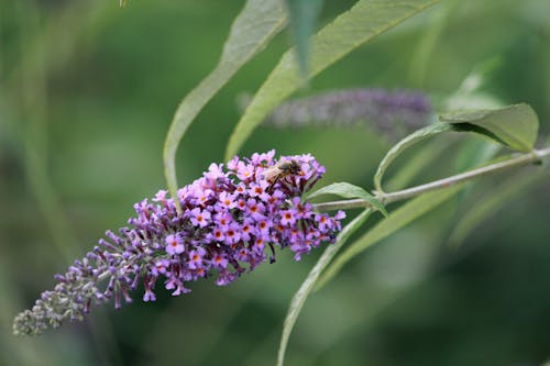 곤충, 꽃 가지, 꽃에 꿀벌의 무료 스톡 사진