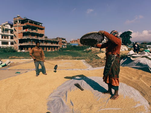 Farmers Drying Grains