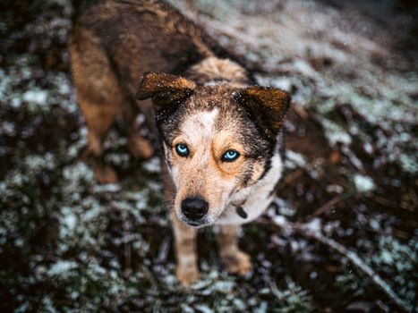Brown and White Short Coated Dog on Brown and Green Grass