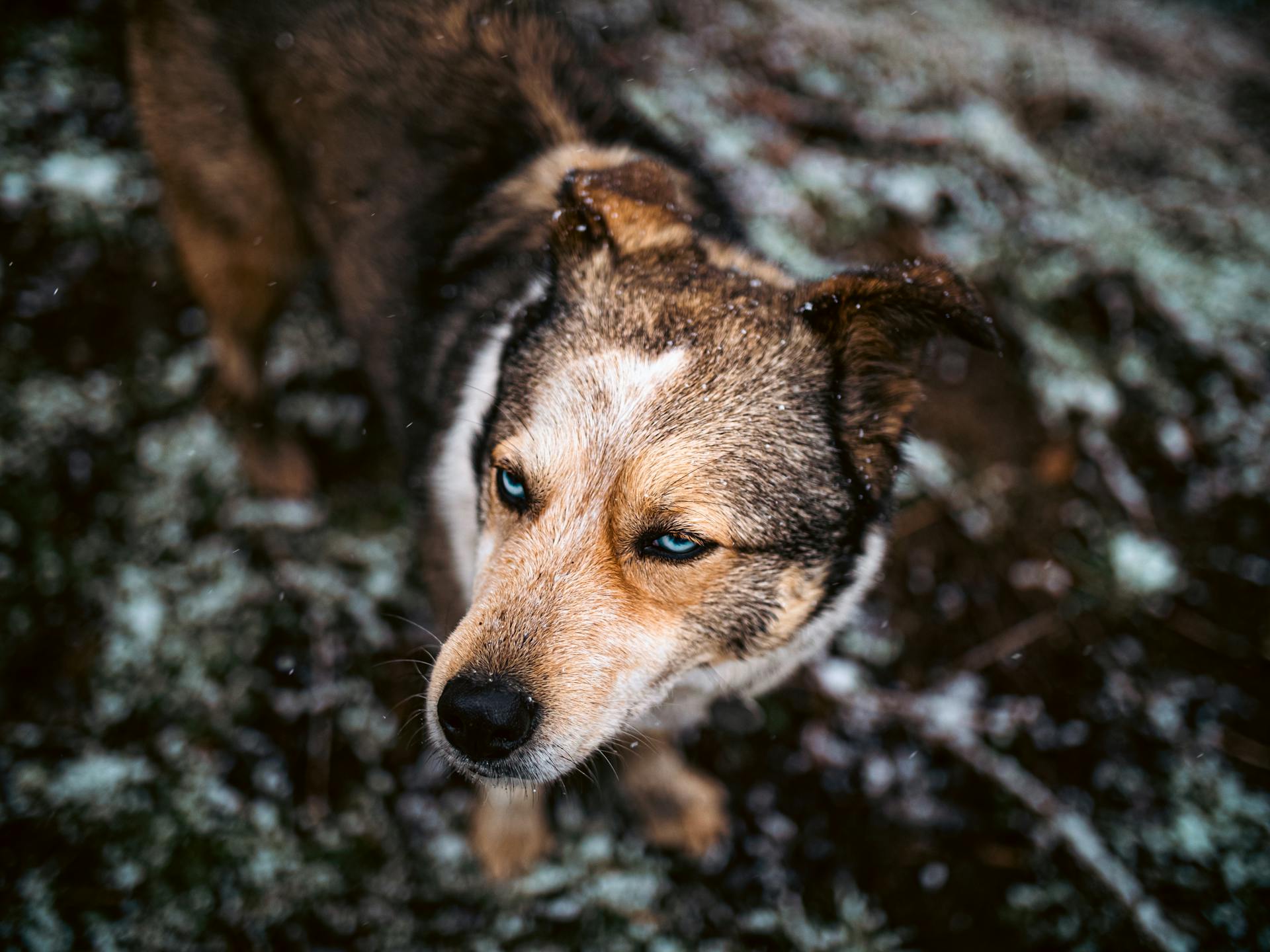 Close-Up Shot of a Dog with Blue Eyes