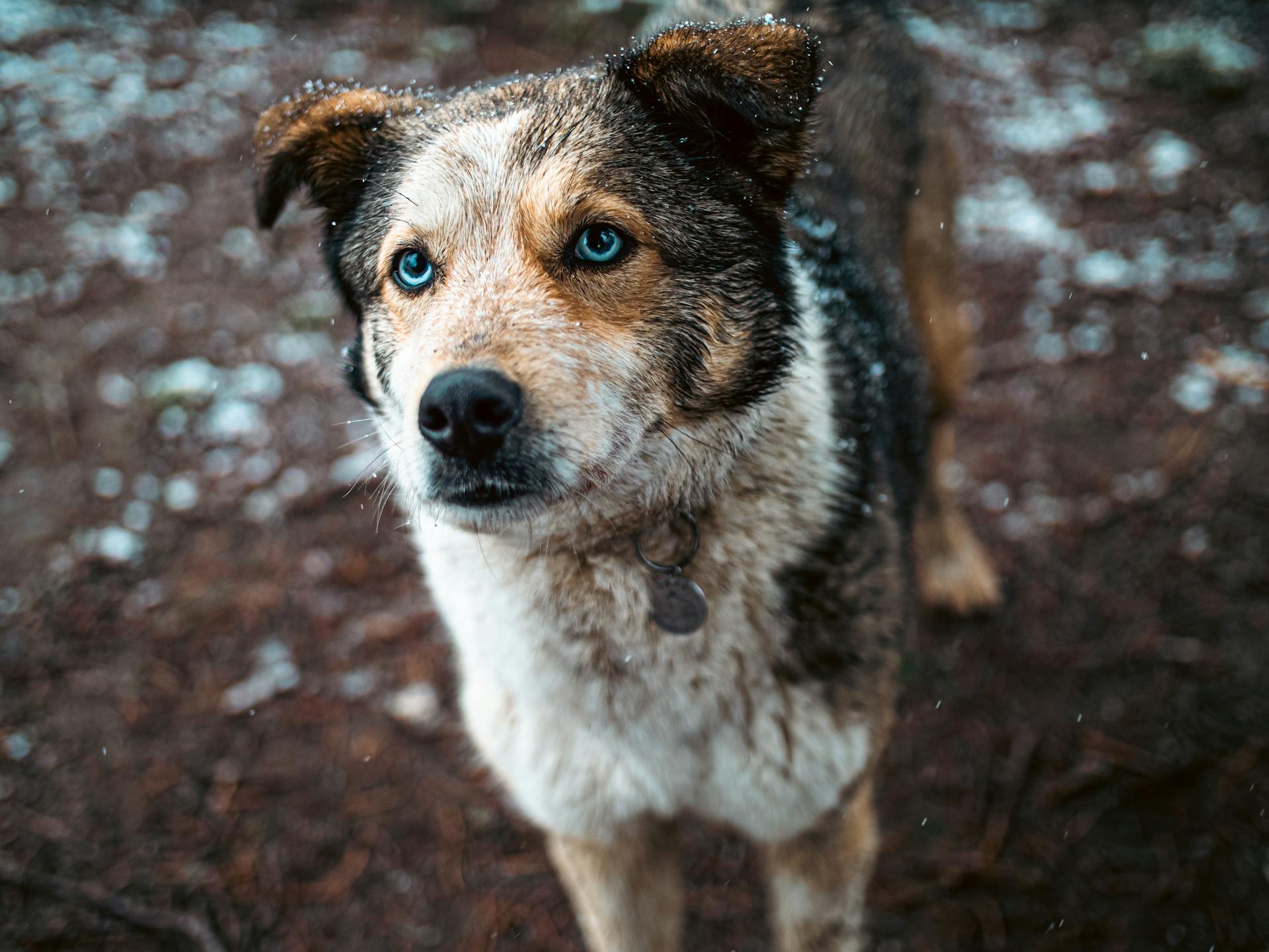 Close-Up Shot of a Dog with Blue Eyes